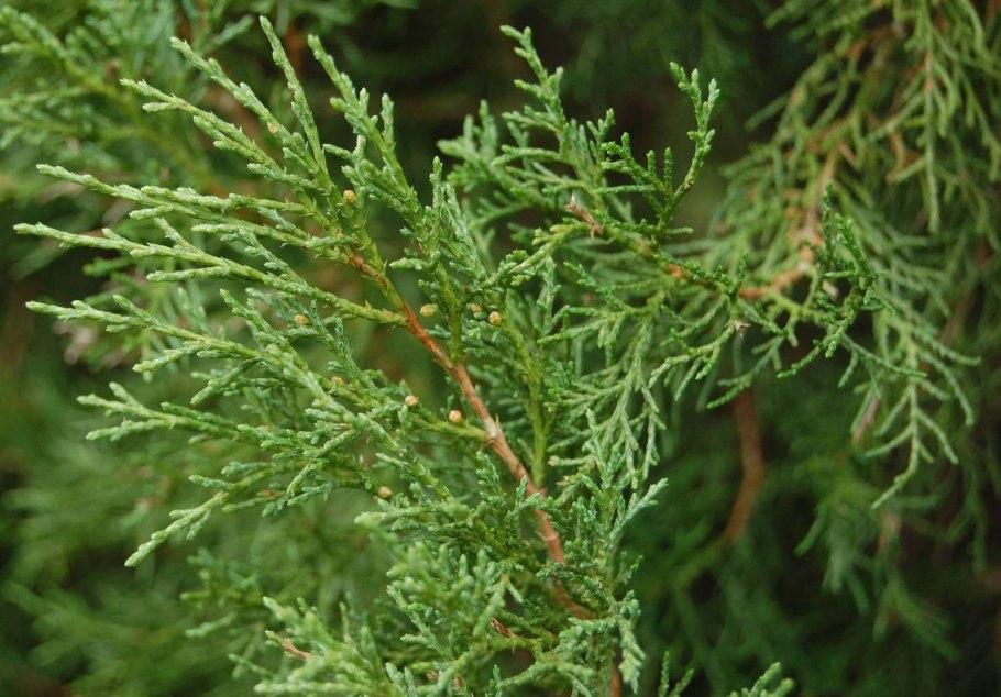 Можжевельник rigida