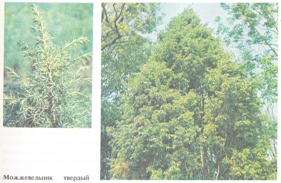 Можжевельник Даурский