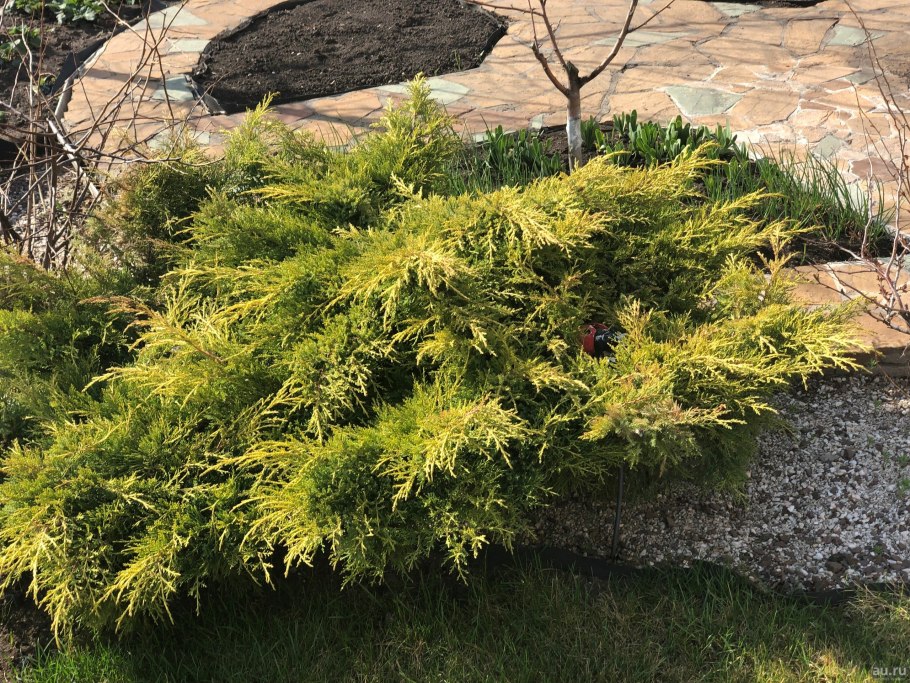 Можжевельник Прибрежный Golden Wings