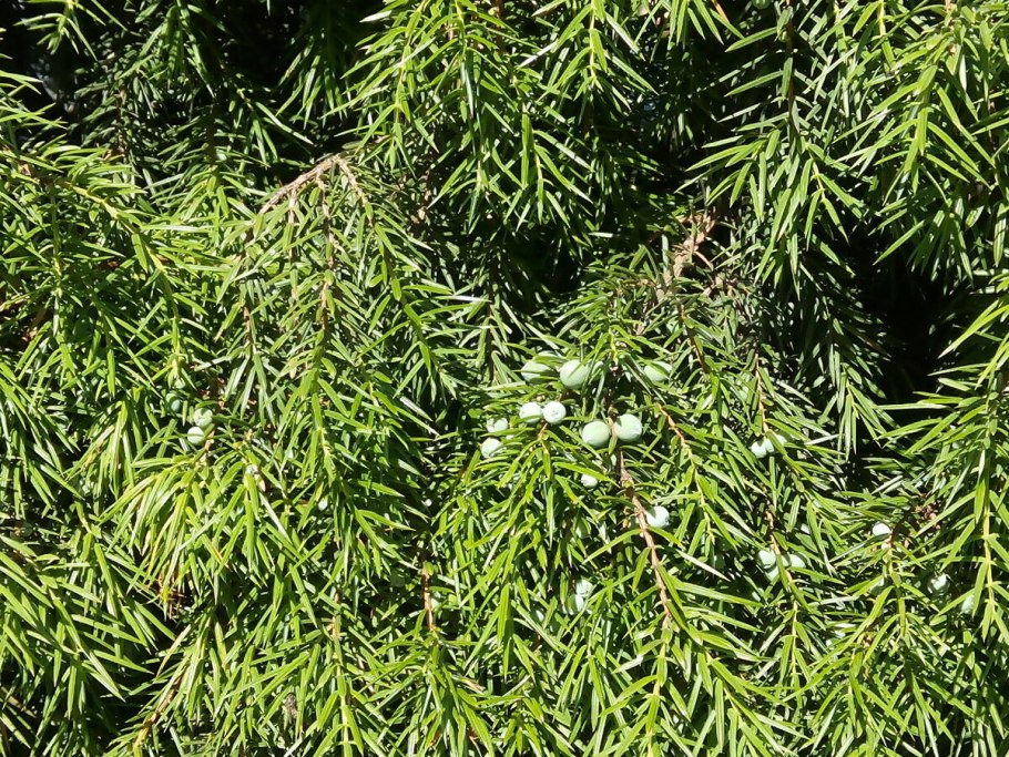 Можжевельник Приморский