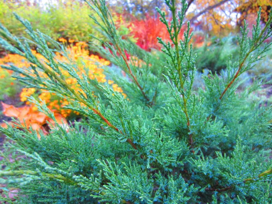 Твердый Juniperus rigida