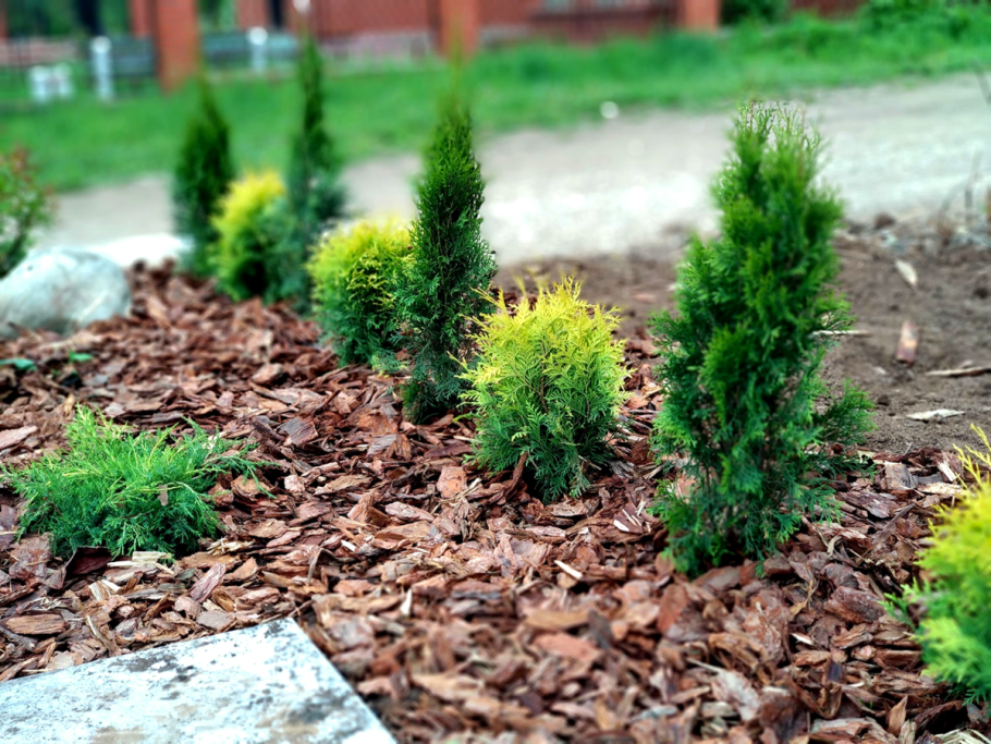 Мульчирование туи смарагд