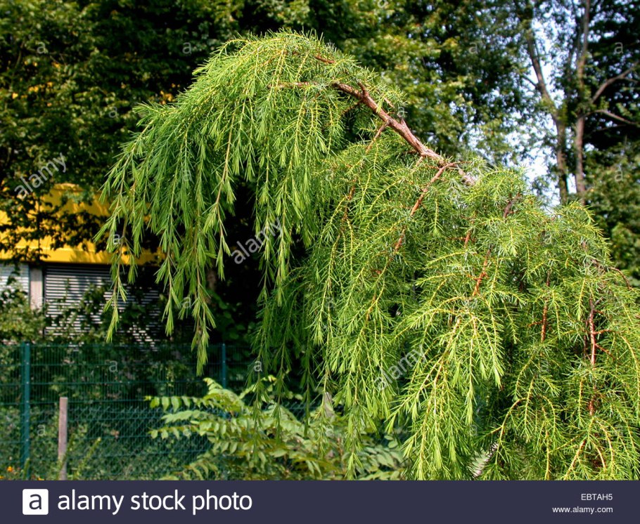 Можжевельник виргинский пендула