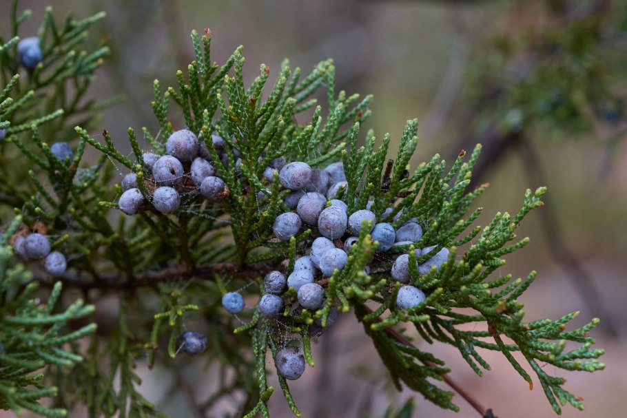 Можжевельник твердый - Juniperus rigida Siebold et Zucc. Subsp. Litoralis Urussov