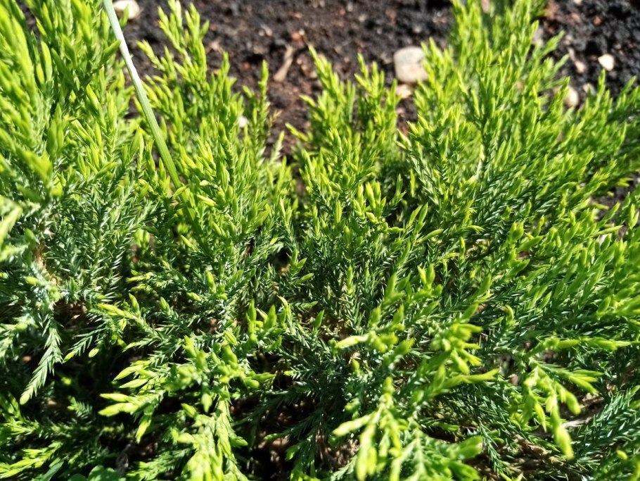 Можжевельник казацкий tamariscifolia