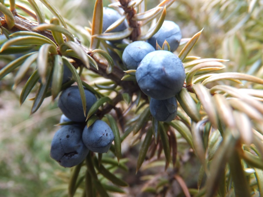 Можжевельник rigida