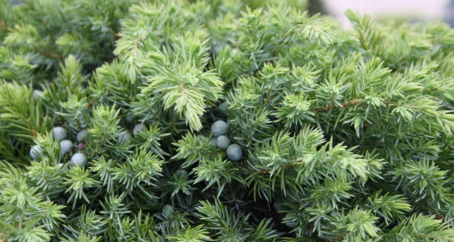 Можжевельник rigida