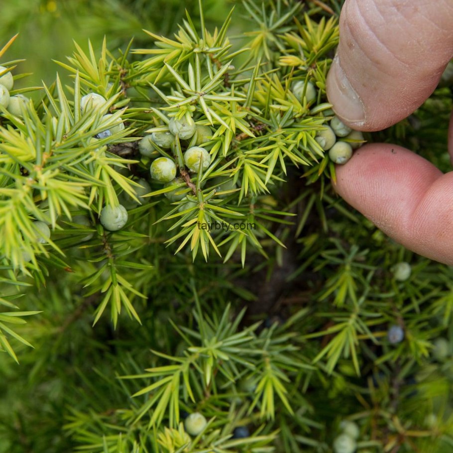 Можжевельник обыкновенный 'columnaris'