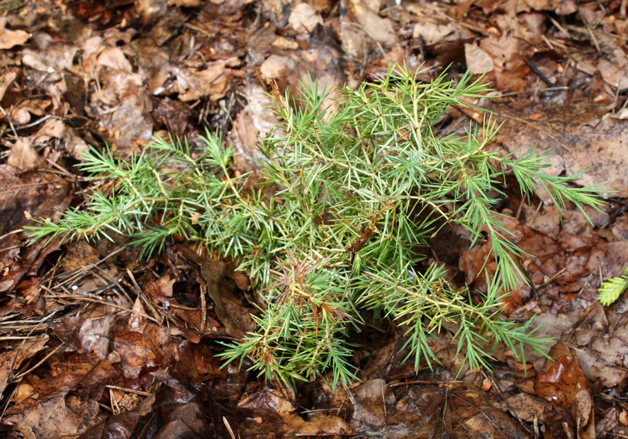 Juniperus conferta SPP