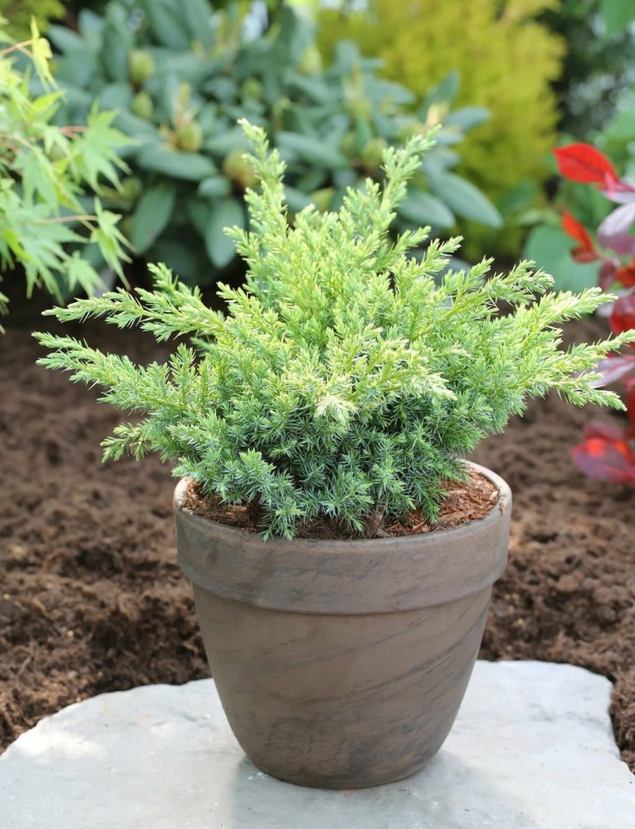 Можжевельник чешуйчатый холгер