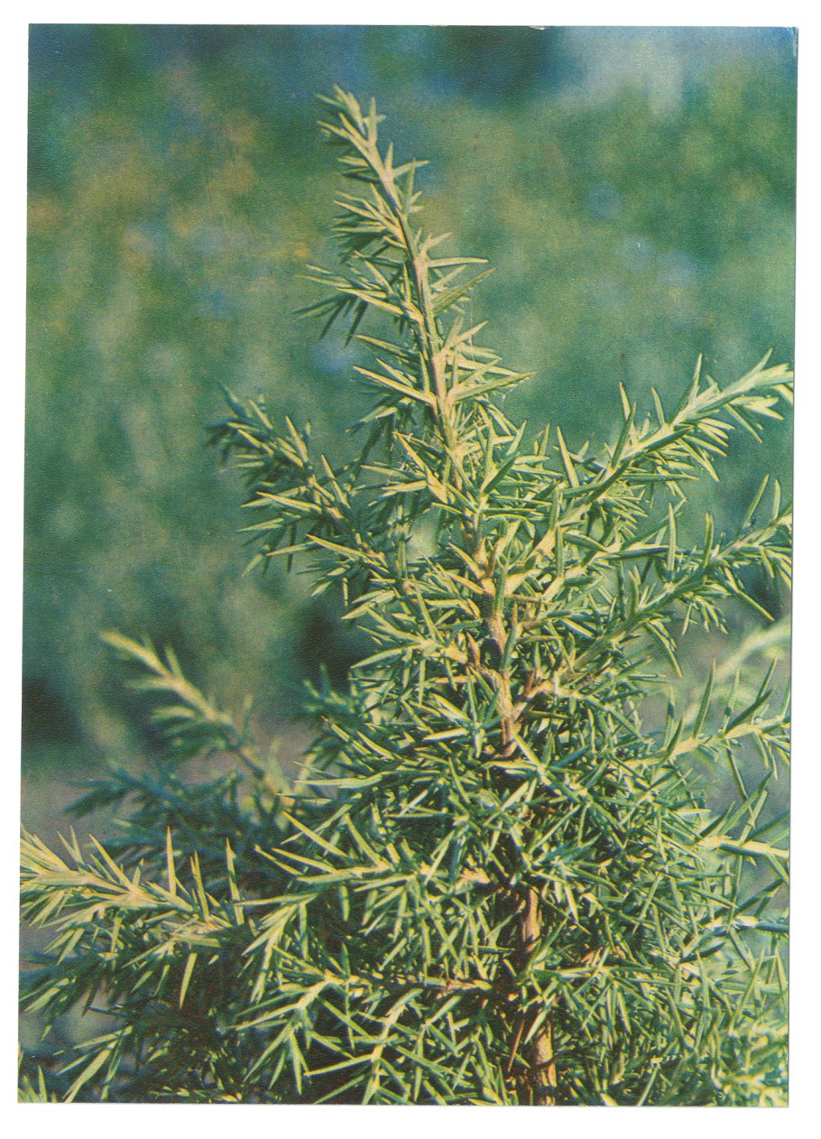 Можжевельник rigida pendula