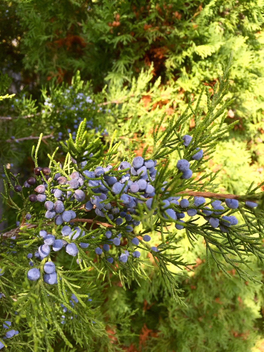 Можжевельник горизонтальный Юкон Бель