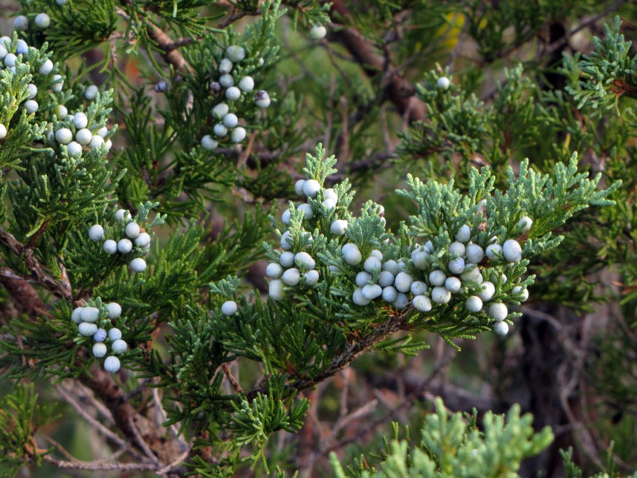 Juniperus virginiana