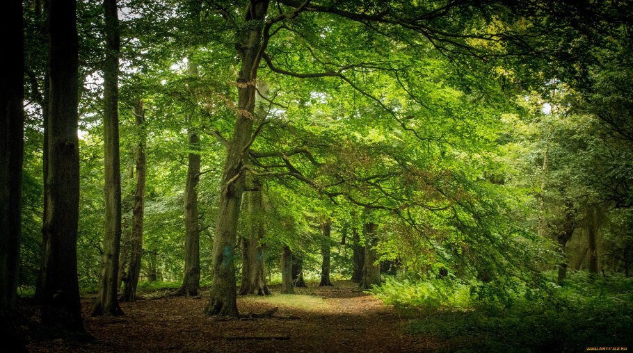 Липа Нащокина фото