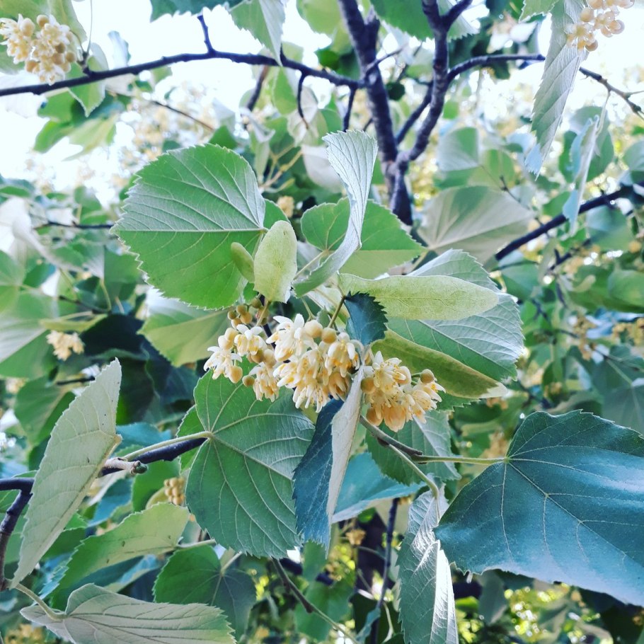 Липа сердцелистная дерево