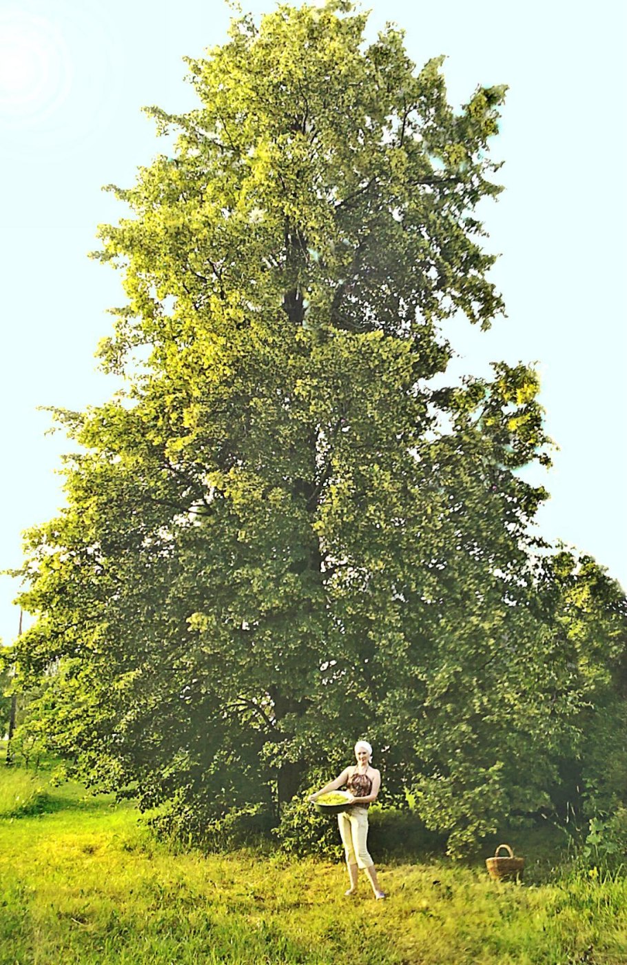 Канадская липа