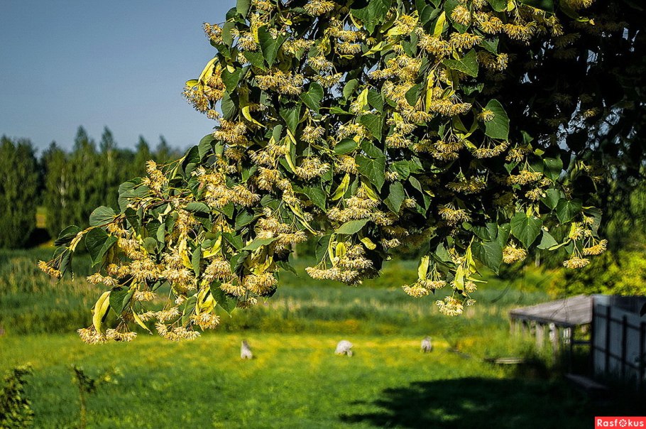 Липа мелколистная коллаж