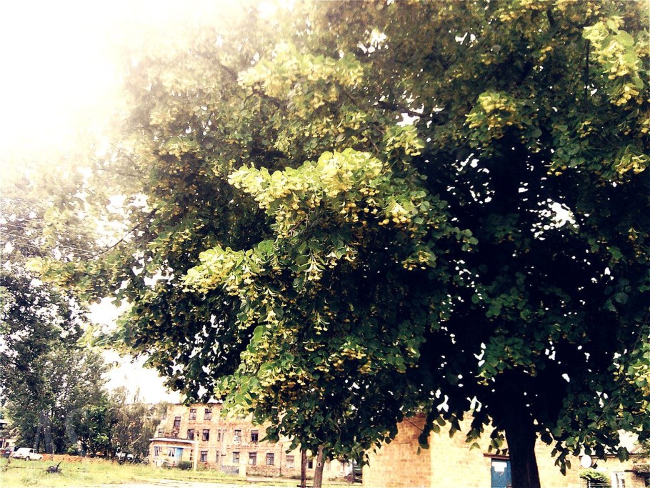 Липа Нащокина фото