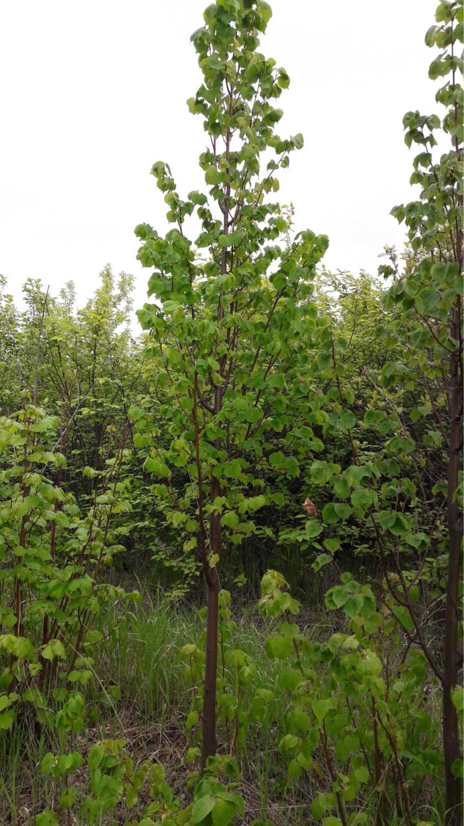 Липу Нащокина (Tilia nasczokinii