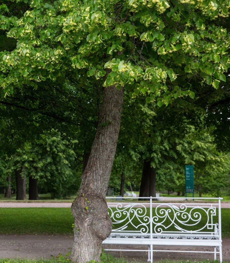 Липу Нащокина (Tilia nasczokinii