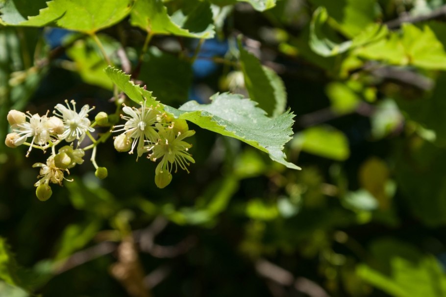 Парк Царское село дубы