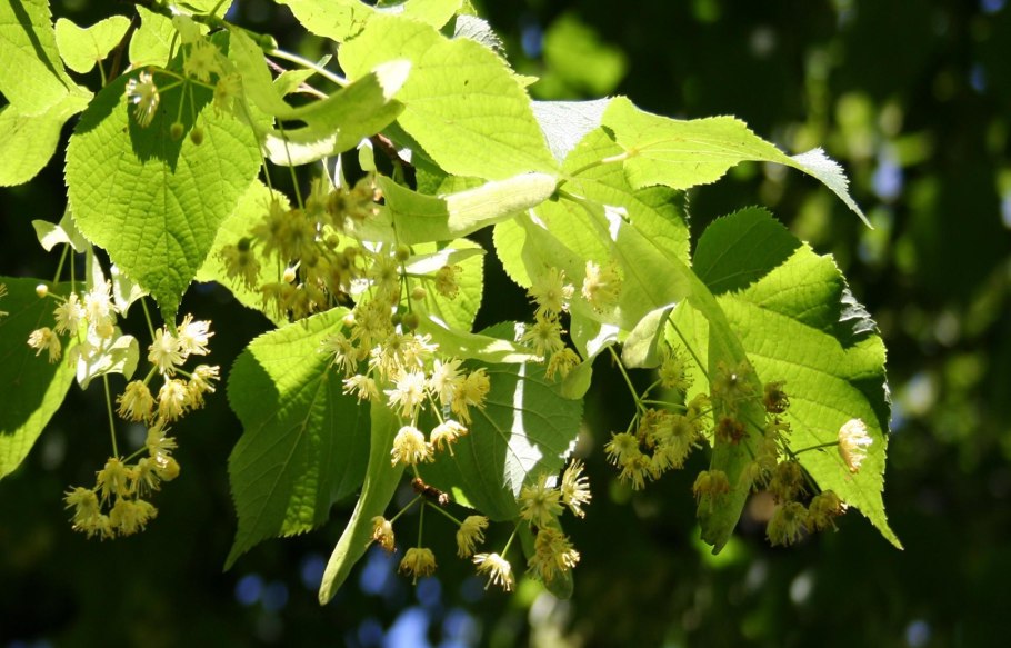 Липа мелколистная tilia cordata