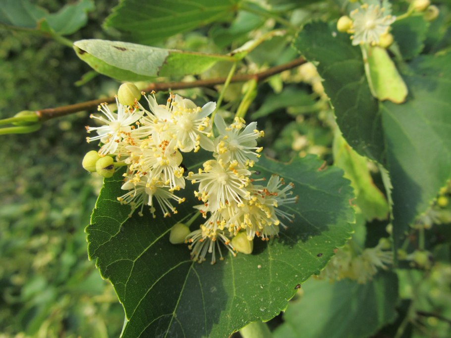 Цветение липы