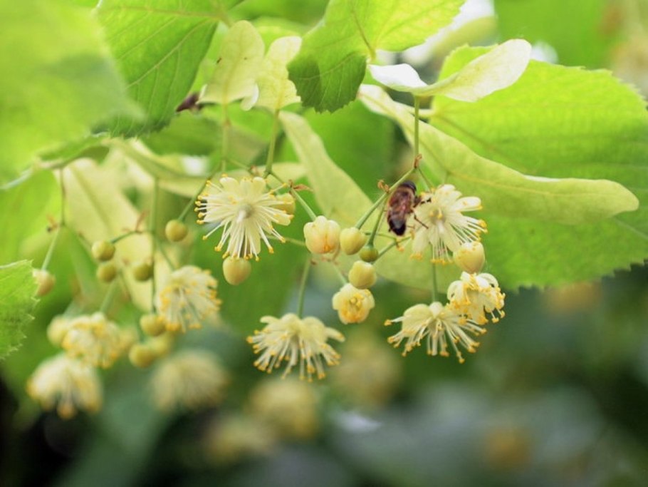Липа мелколистная цветет