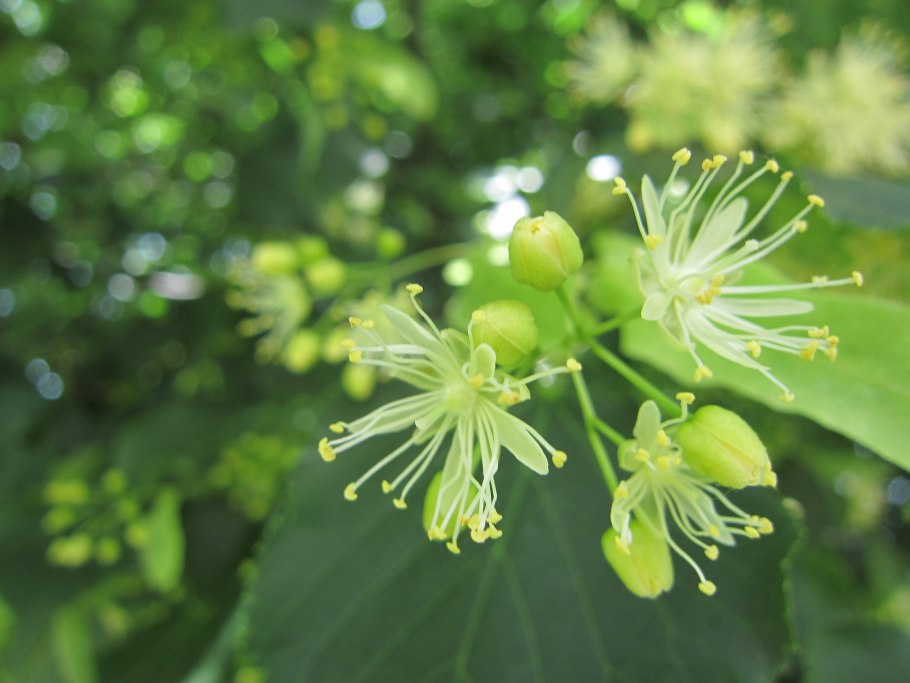 Липа сердцевидная