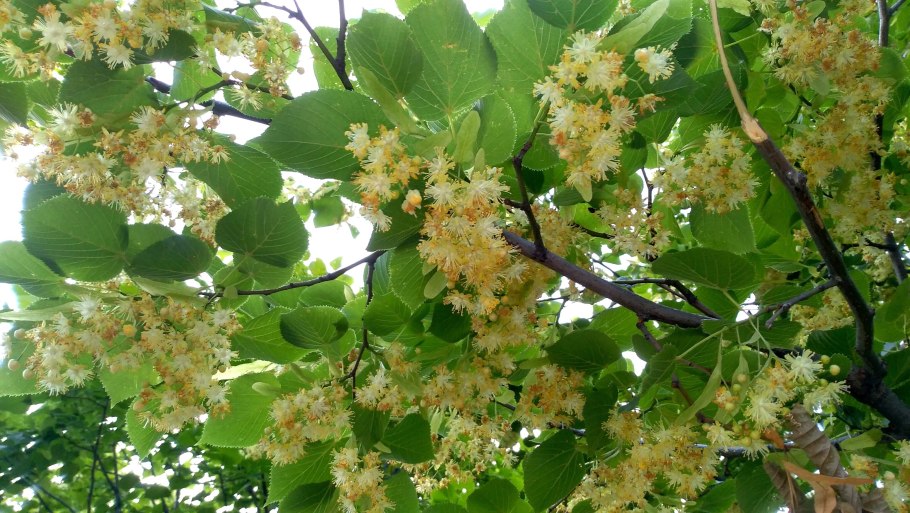 Липа сердцелистная