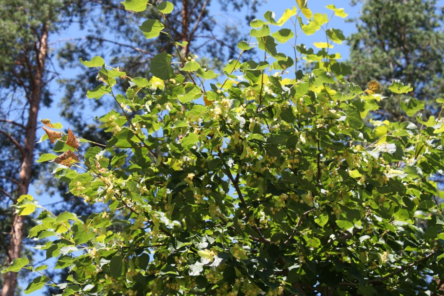 Дерево липа