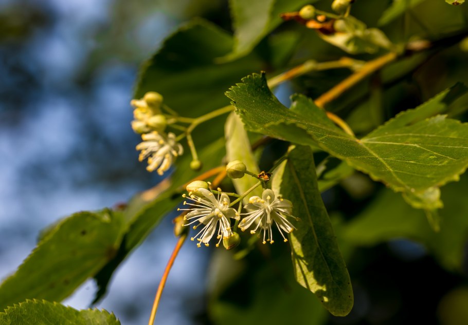 Липы дерево