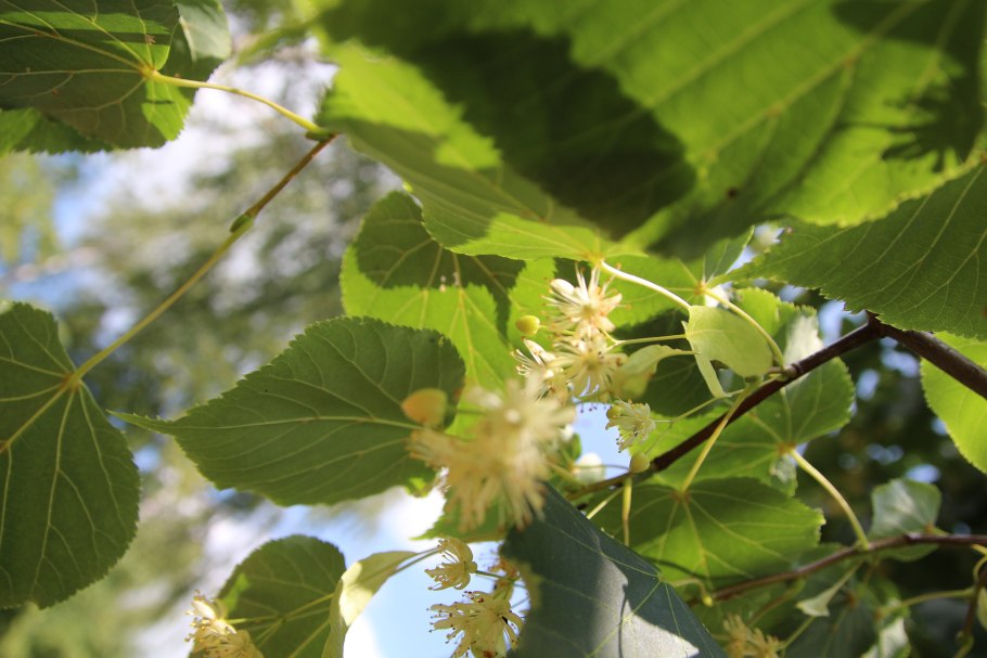 Липа сердцевидная