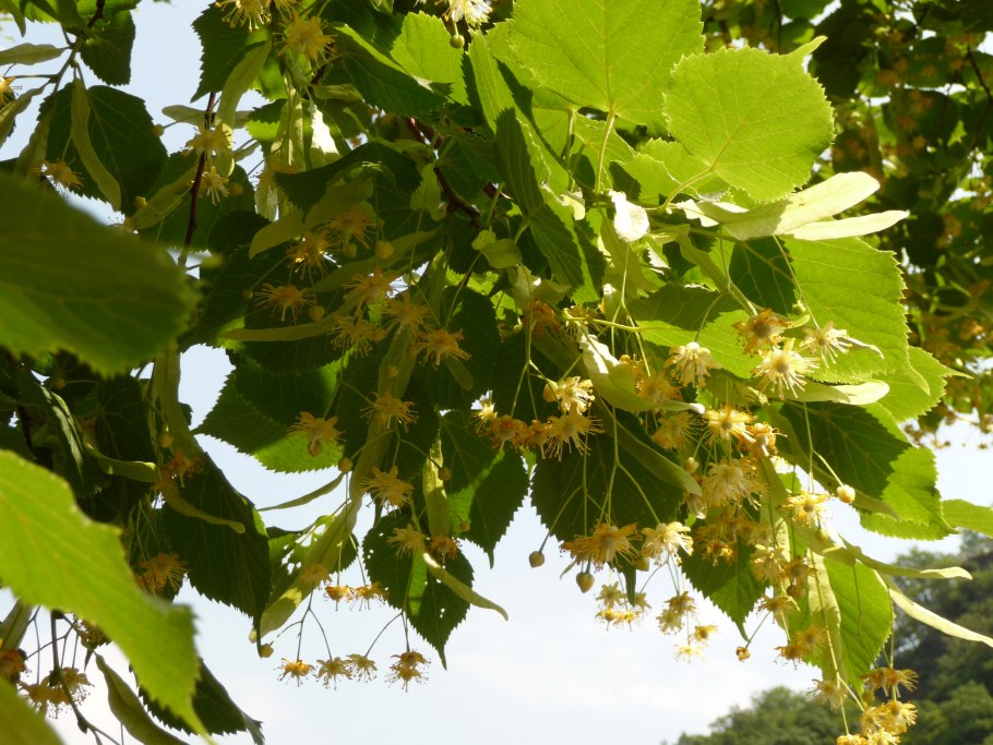 Липа крупнолистная Tília platyphýllos Favorit