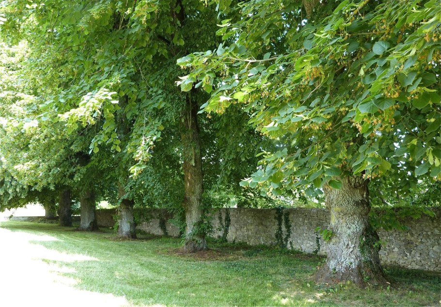 Липа Сибирская