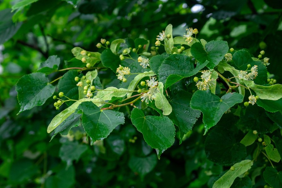 Липа японская Tilia japonica