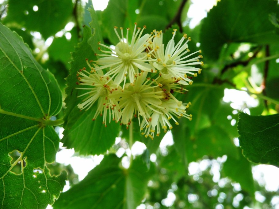 Липа сердцевидная дерево