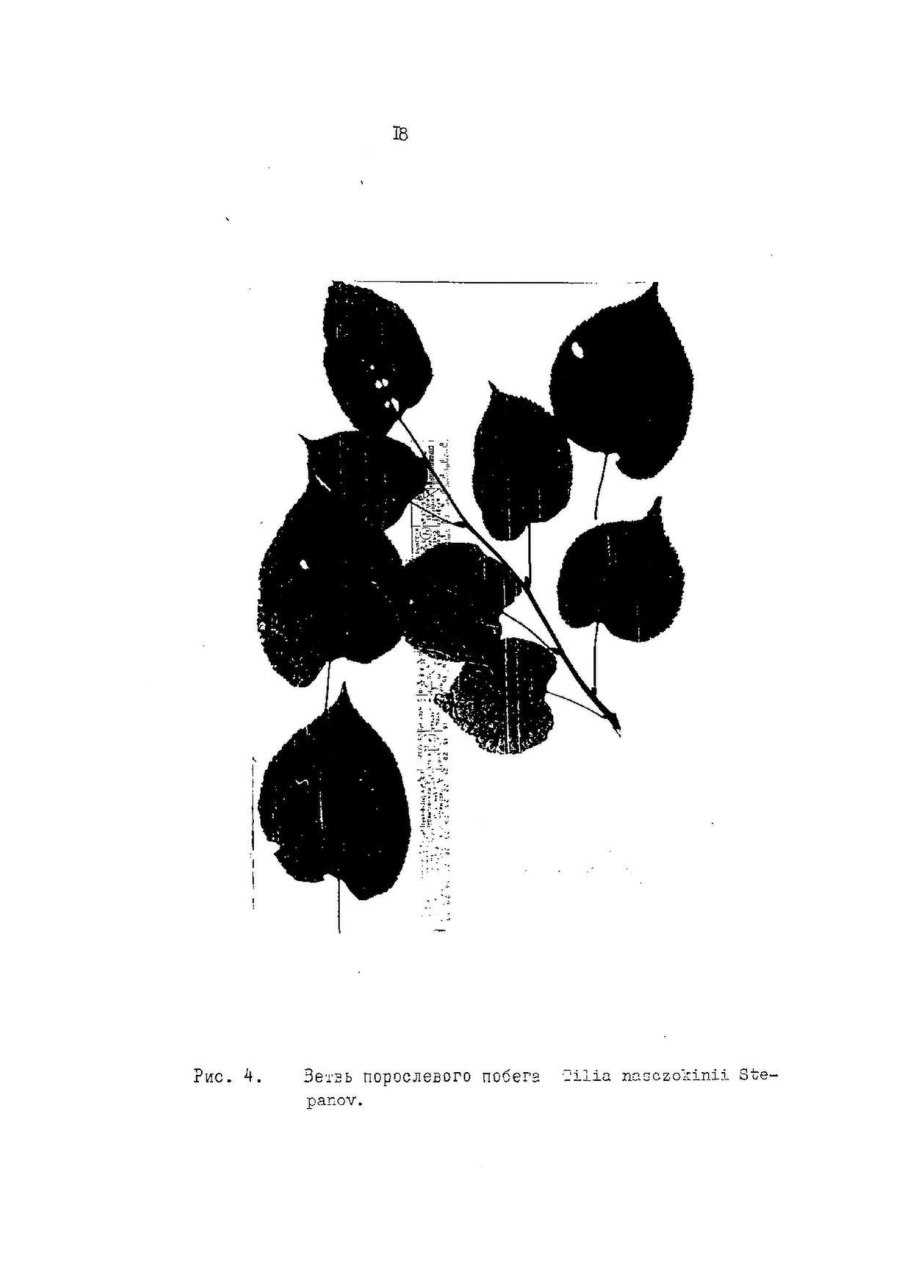 Липа японская Tilia japonica