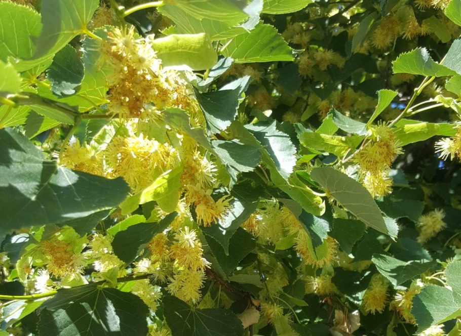 Цветущая липа дерево