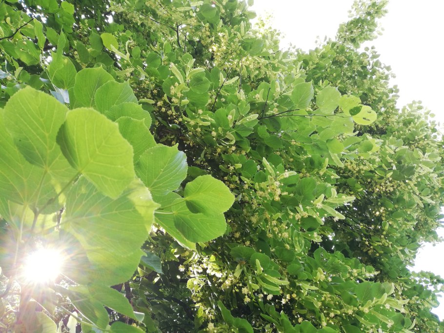 Липа боярышник