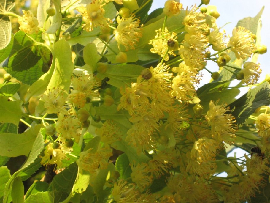 Цветки липы сердцевидной