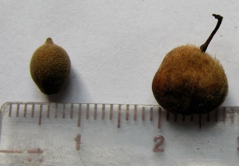 Липу Нащокина (Tilia nasczokinii