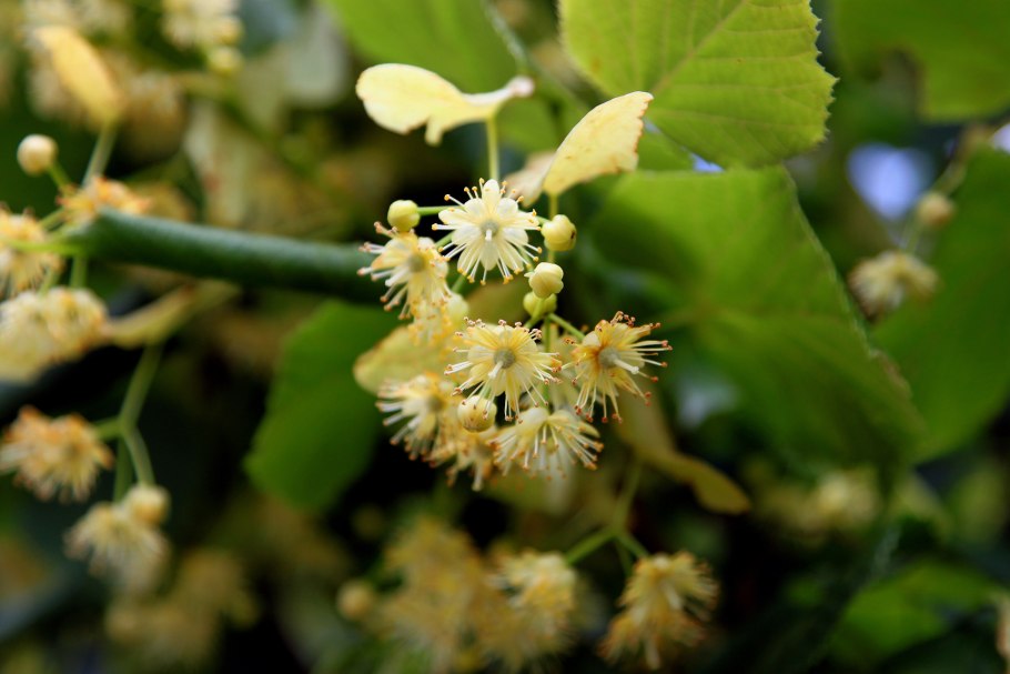 Липа виноградолистная