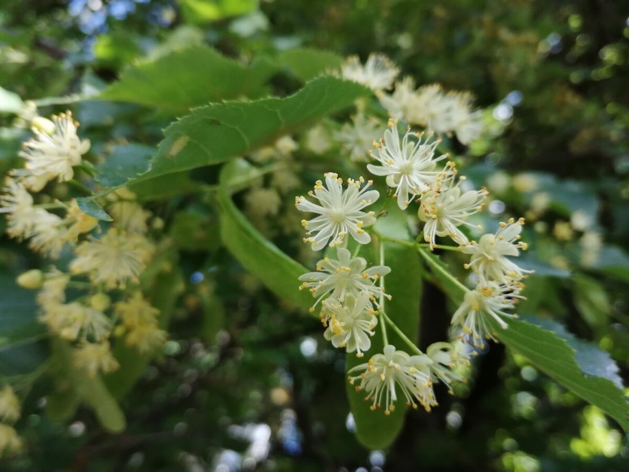 Липа мелколистная tilia cordata