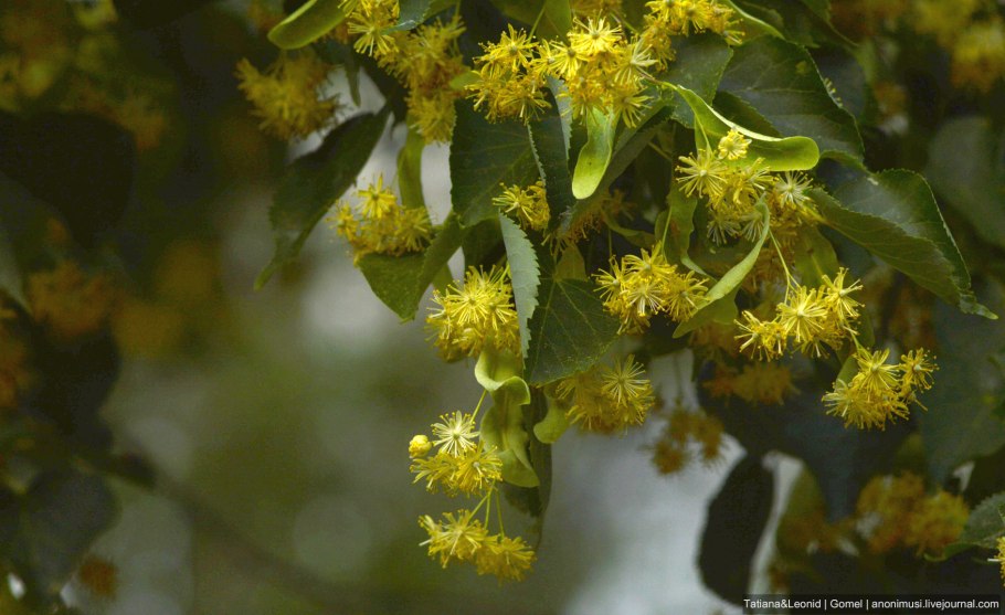 Липа сердцевидная