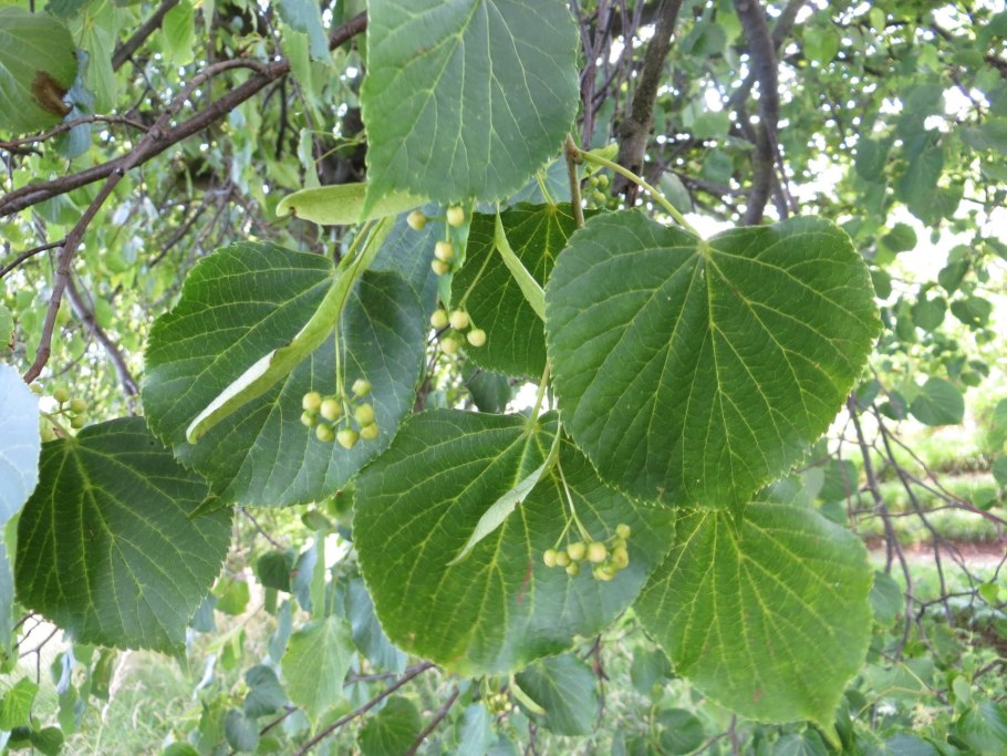 Липа крупнолистная лист