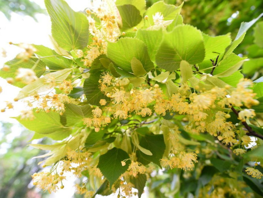Липа мелколистная