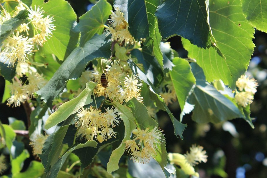 Липа мелколистная цветение