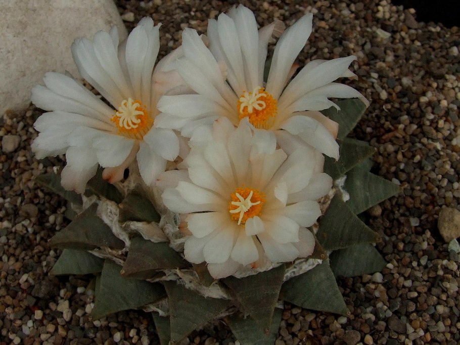 Ariocarpus retusus SB 334