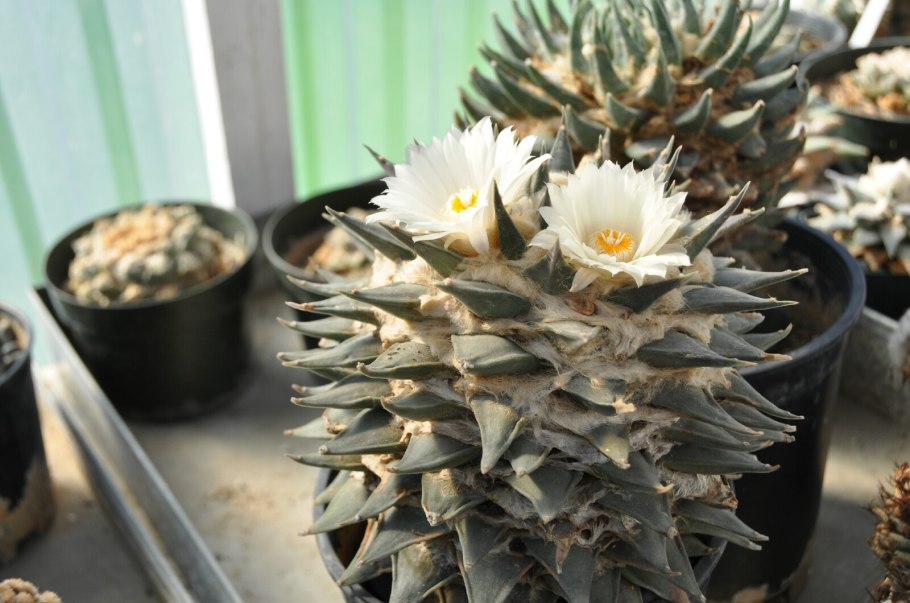Ariocarpus retusus elongatus